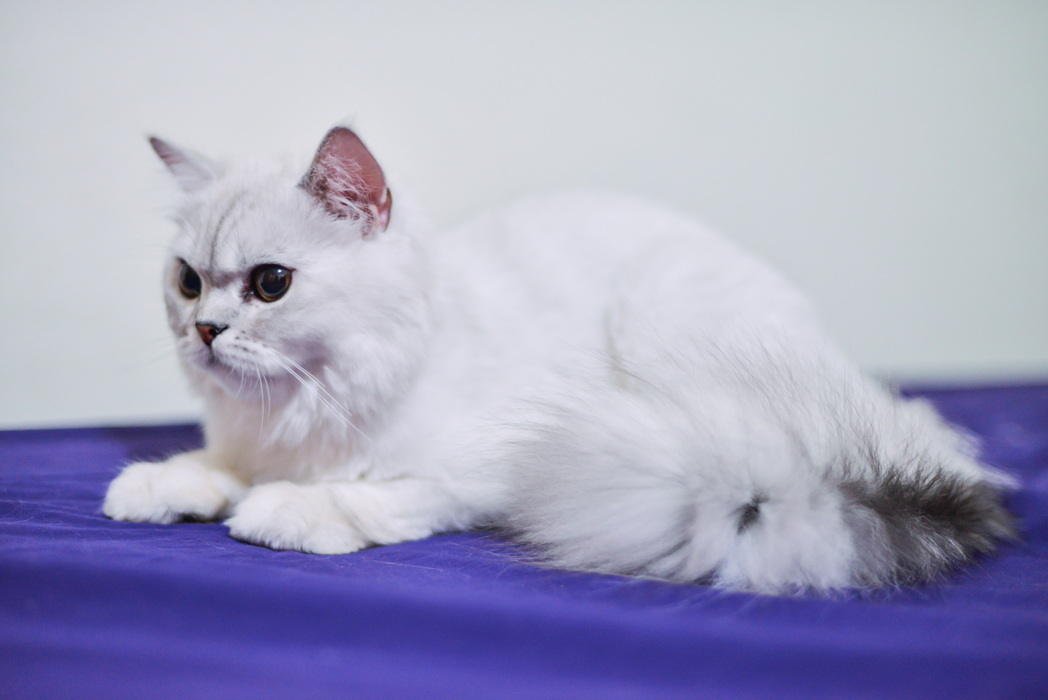 猫咪品种大全：探索适合你的宠物猫