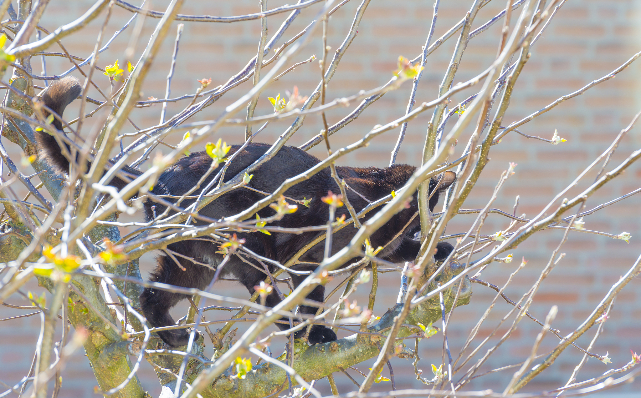 cat climbing in the canopy of an apple tree in a garden in sunli