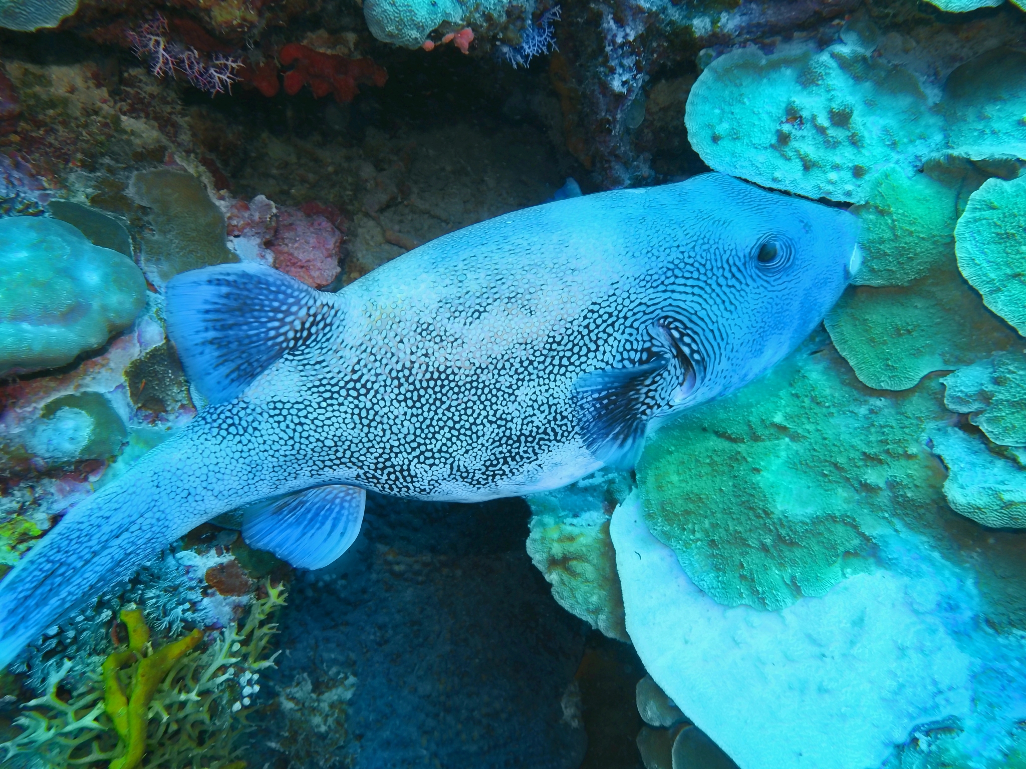 boxfish