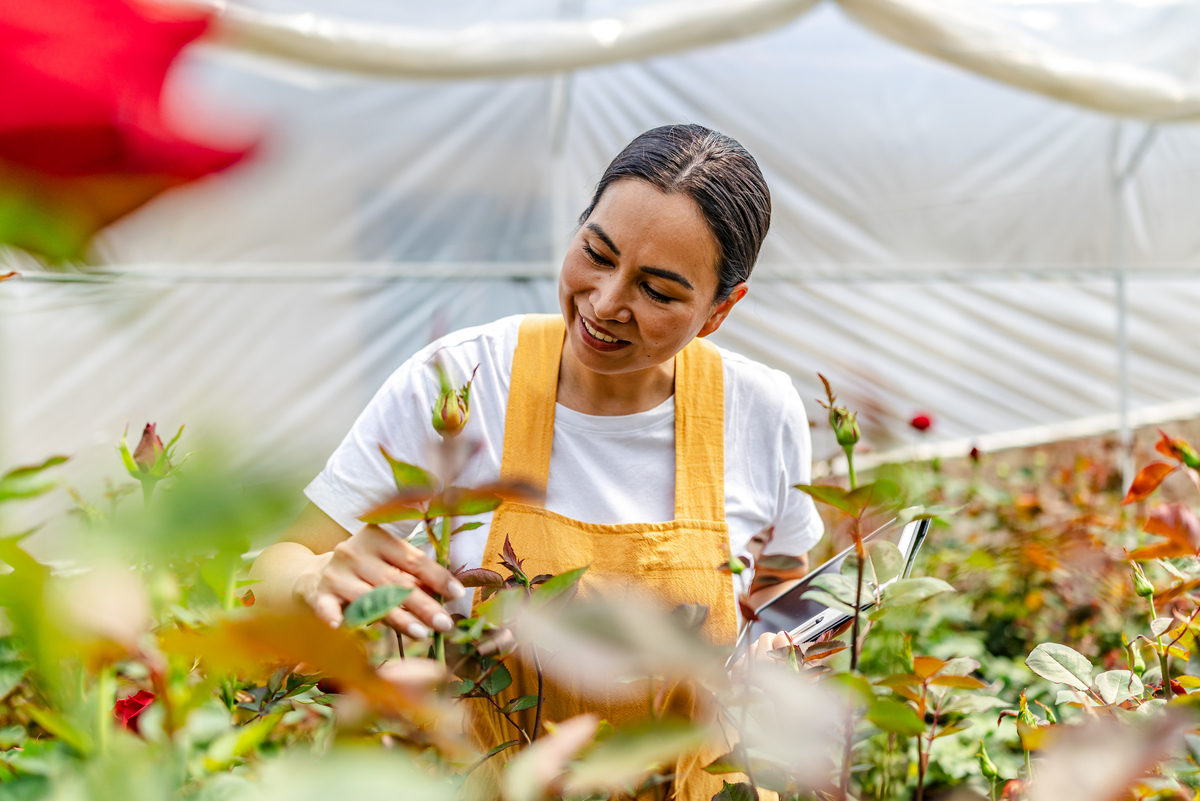 玫瑰花枯萎了怎么拯救