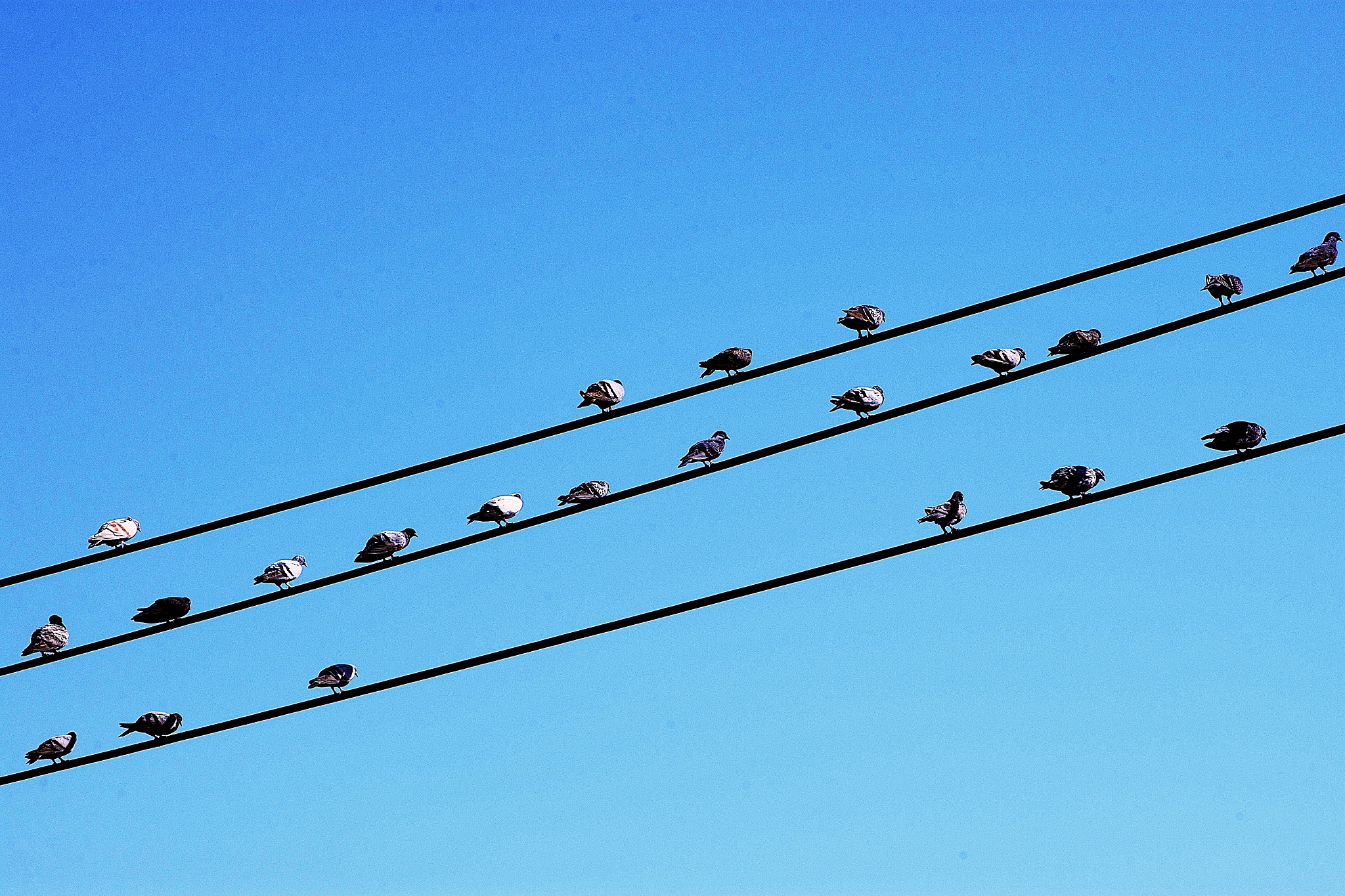 pigeon birds on wire.
