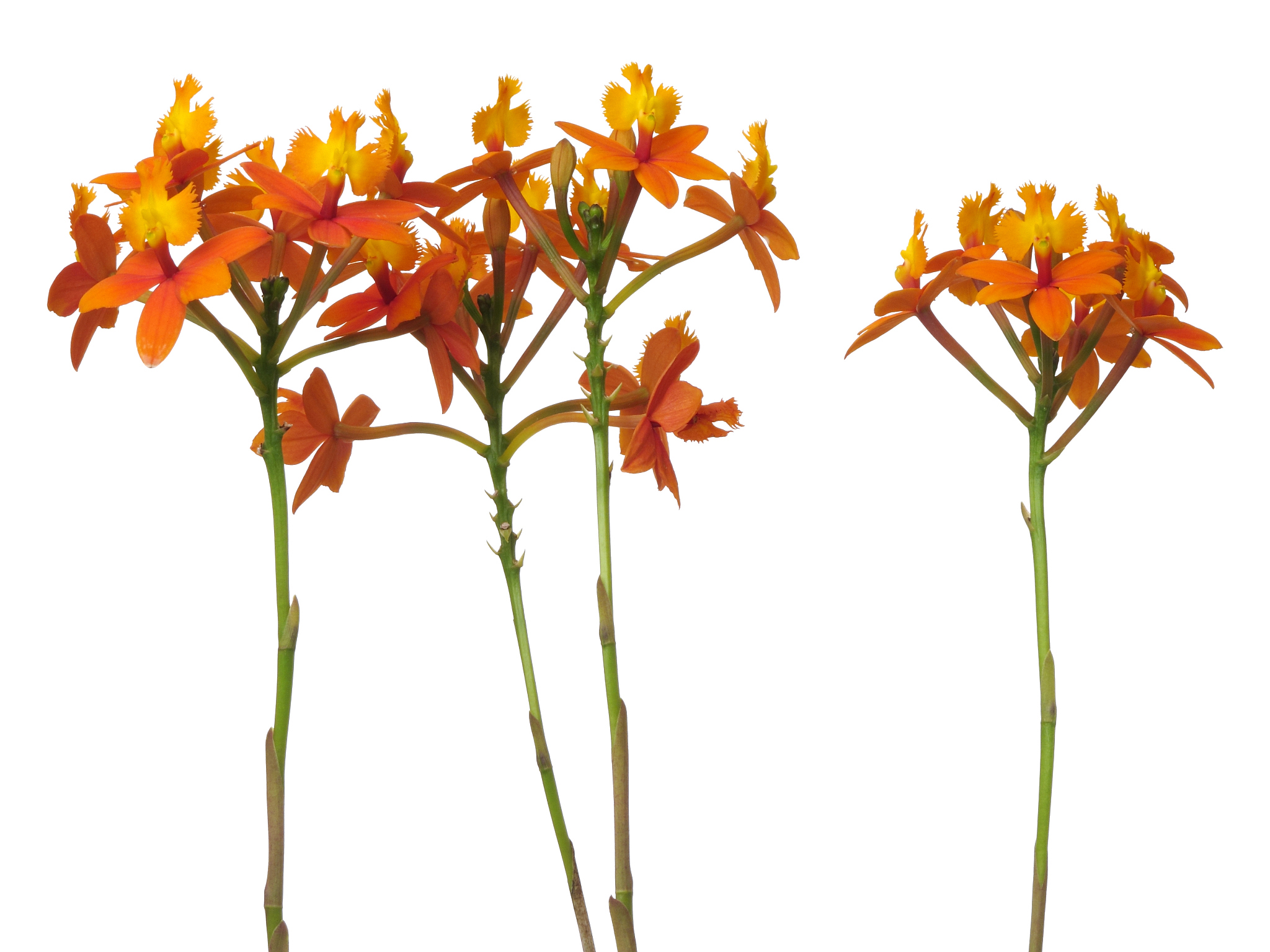 orchid epidendrum