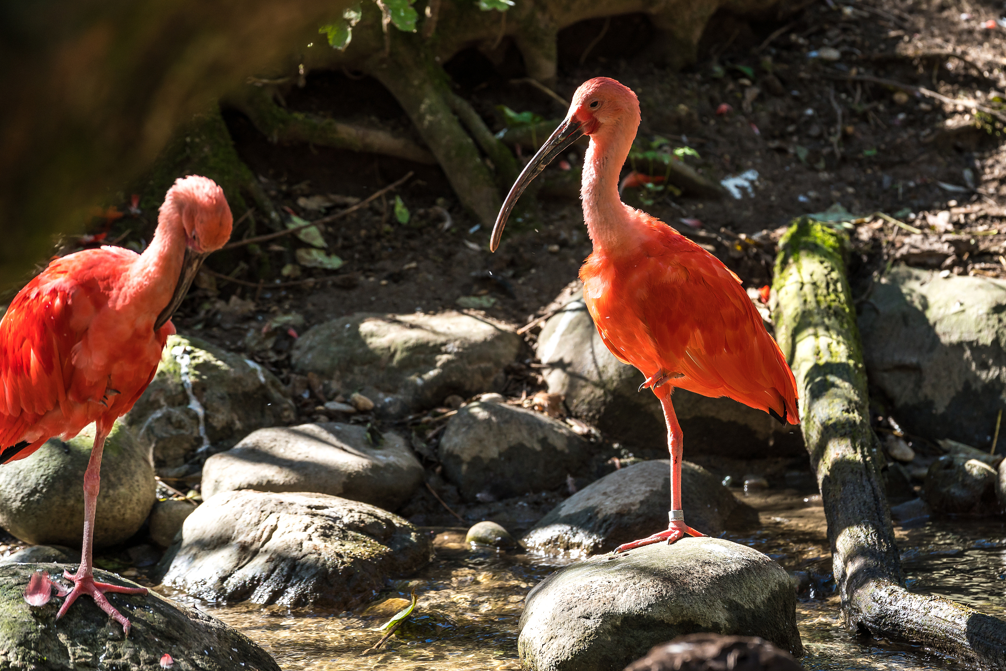 翻译：鹅鹅鹅弯曲的脖子向天歌唱。白色的羽毛漂浮在绿色的水面上红色的手掌搅动着清澈的波浪