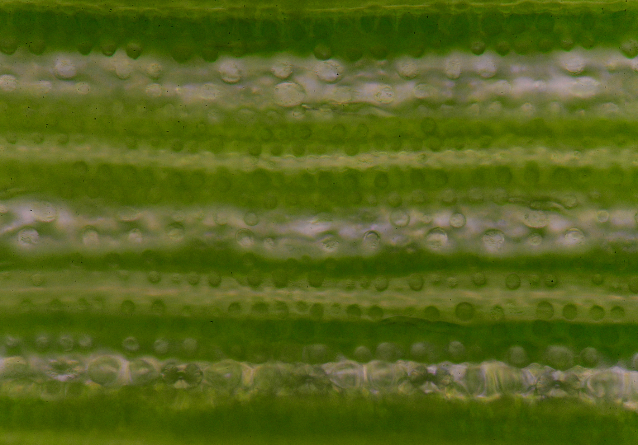 嫩绿的油菜幼叶在光照下会慢慢变绿可推测该油菜幼叶叶肉细胞中的叶绿素明显增多还是叶绿体明显增多