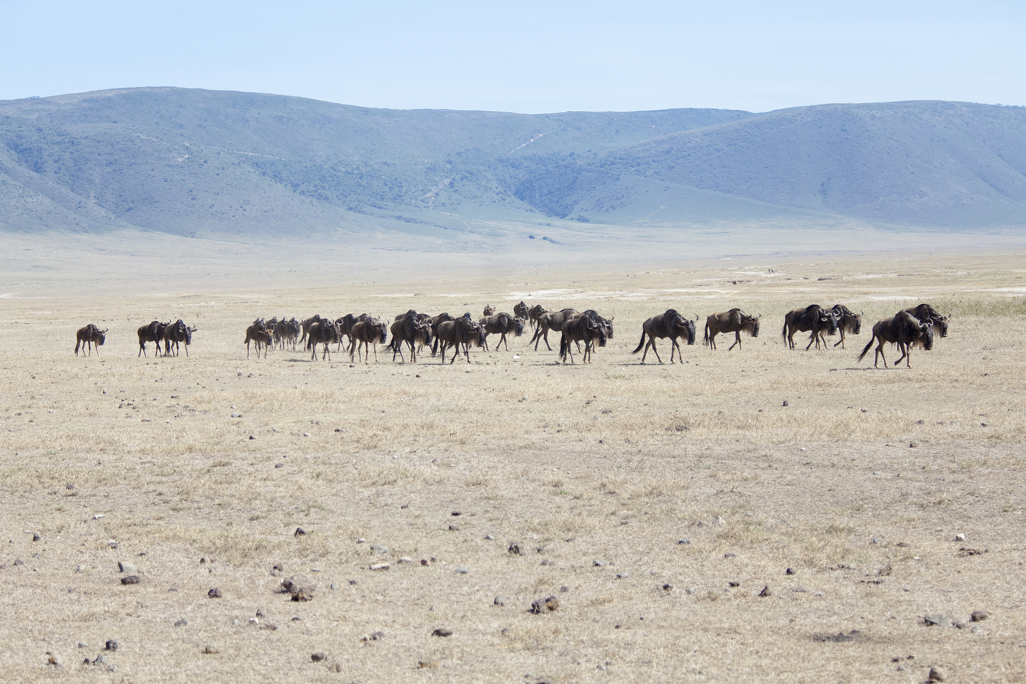 herd of wildebeests in ngorongoro