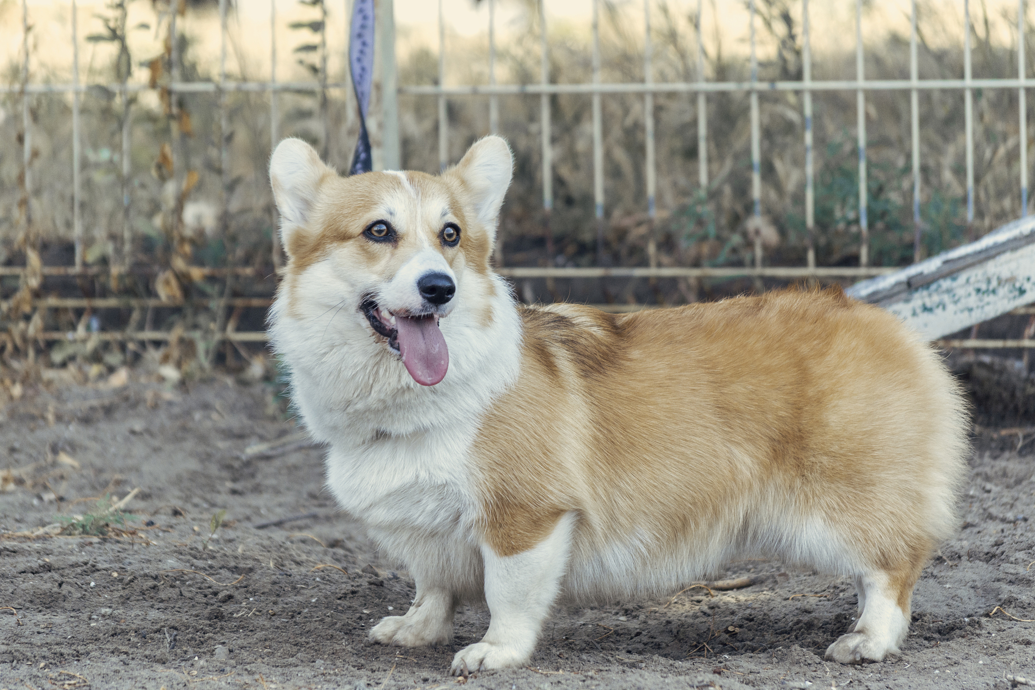 Do Corgis Have Tails用西班牙语怎么说