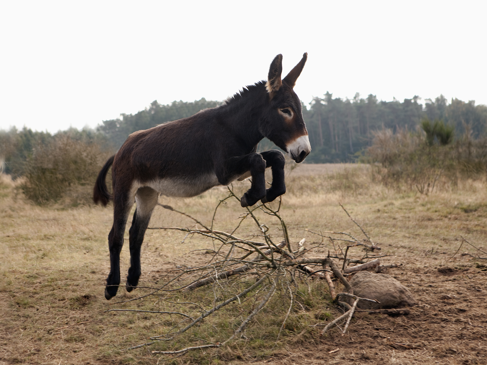 playful donkey jumping in field