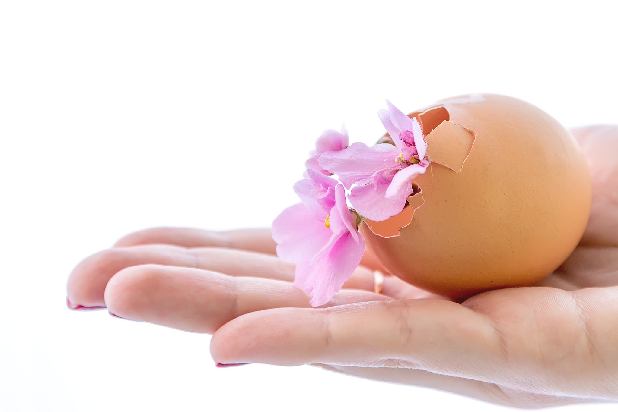 hands holding violets in egg shell on white background