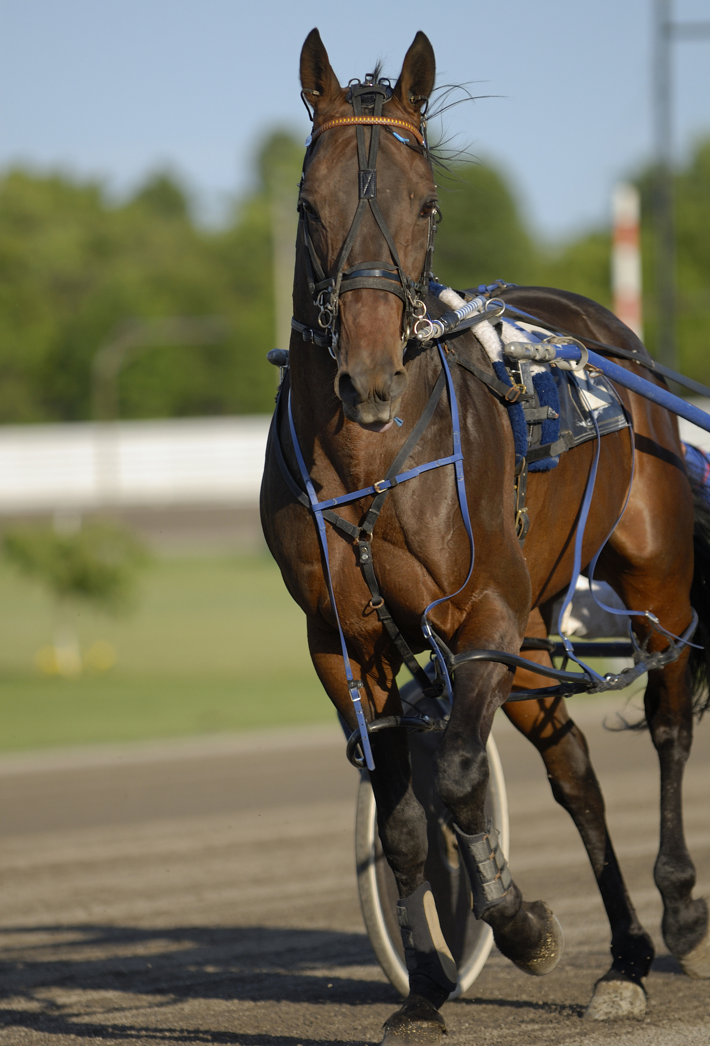 harness horse racing
