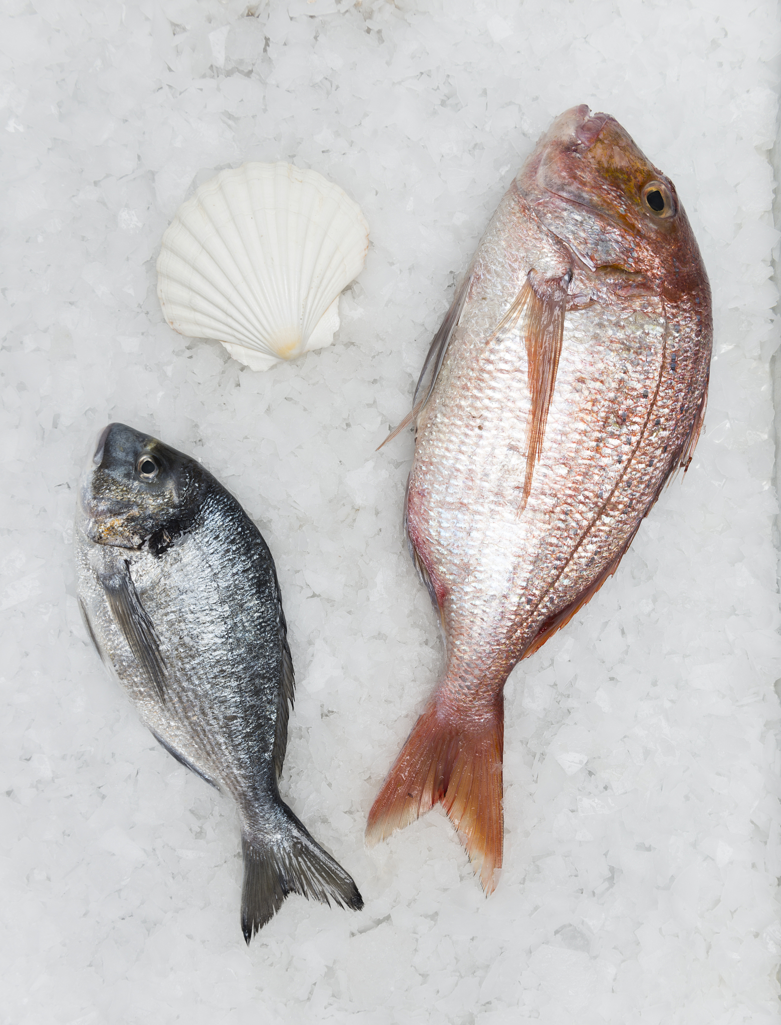 多宝鱼和鲳鱼的区别回答加拓展