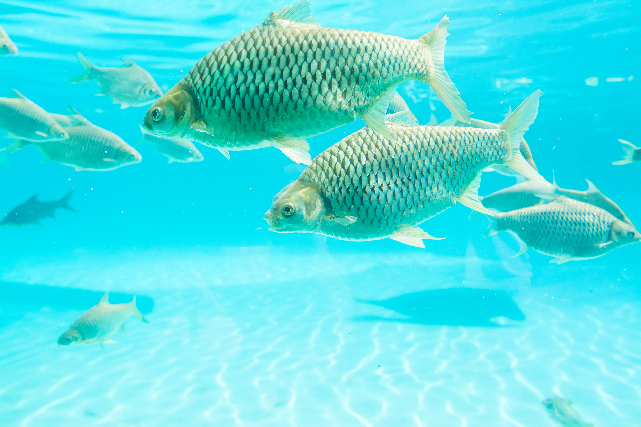 分别列出10种淡水和海水的主要鱼类养殖种类目、科、种