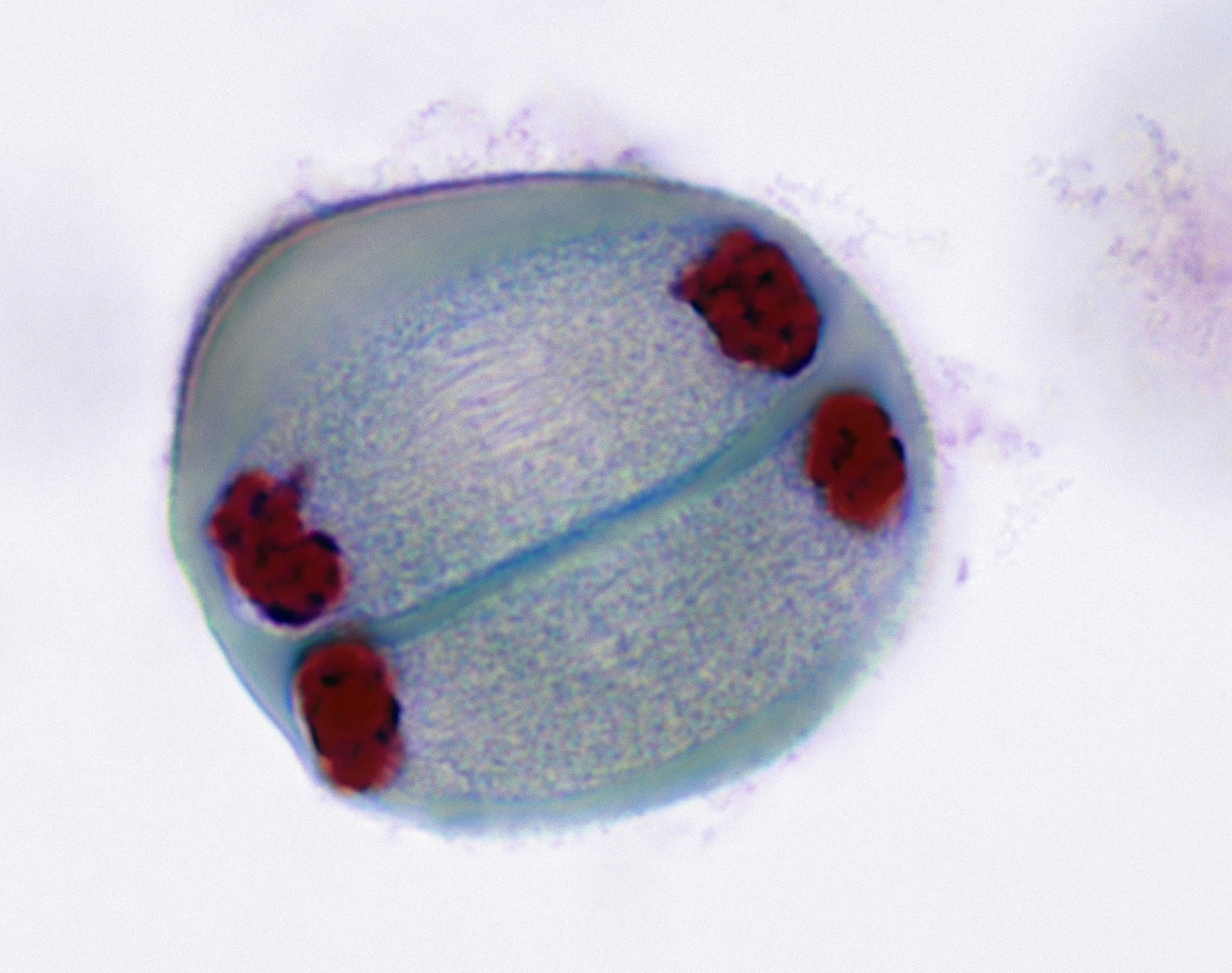 原核生物分裂：快速繁殖的秘密