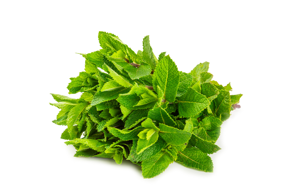 中药薄荷的外形特征