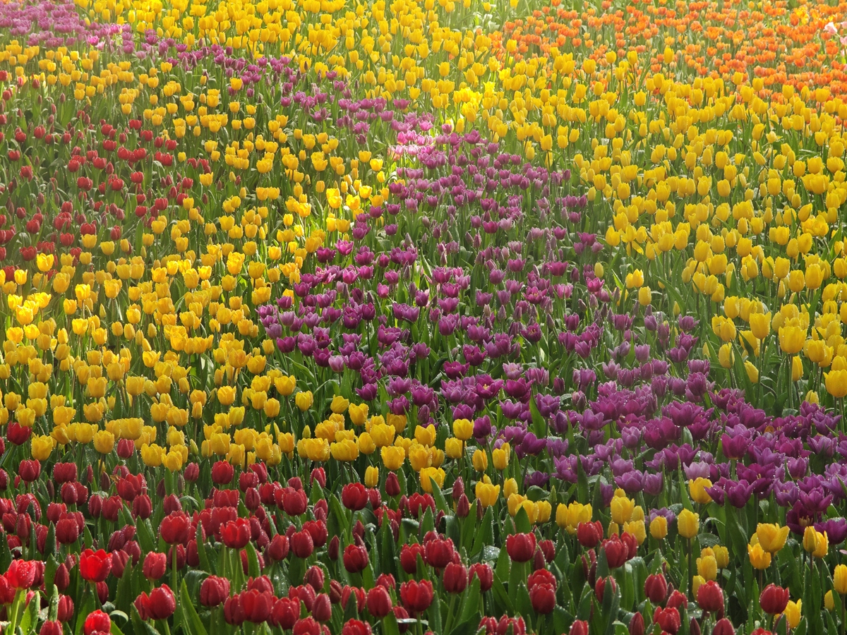 春意盎然，学校花坛美不胜收 | 春天校园景色的描写