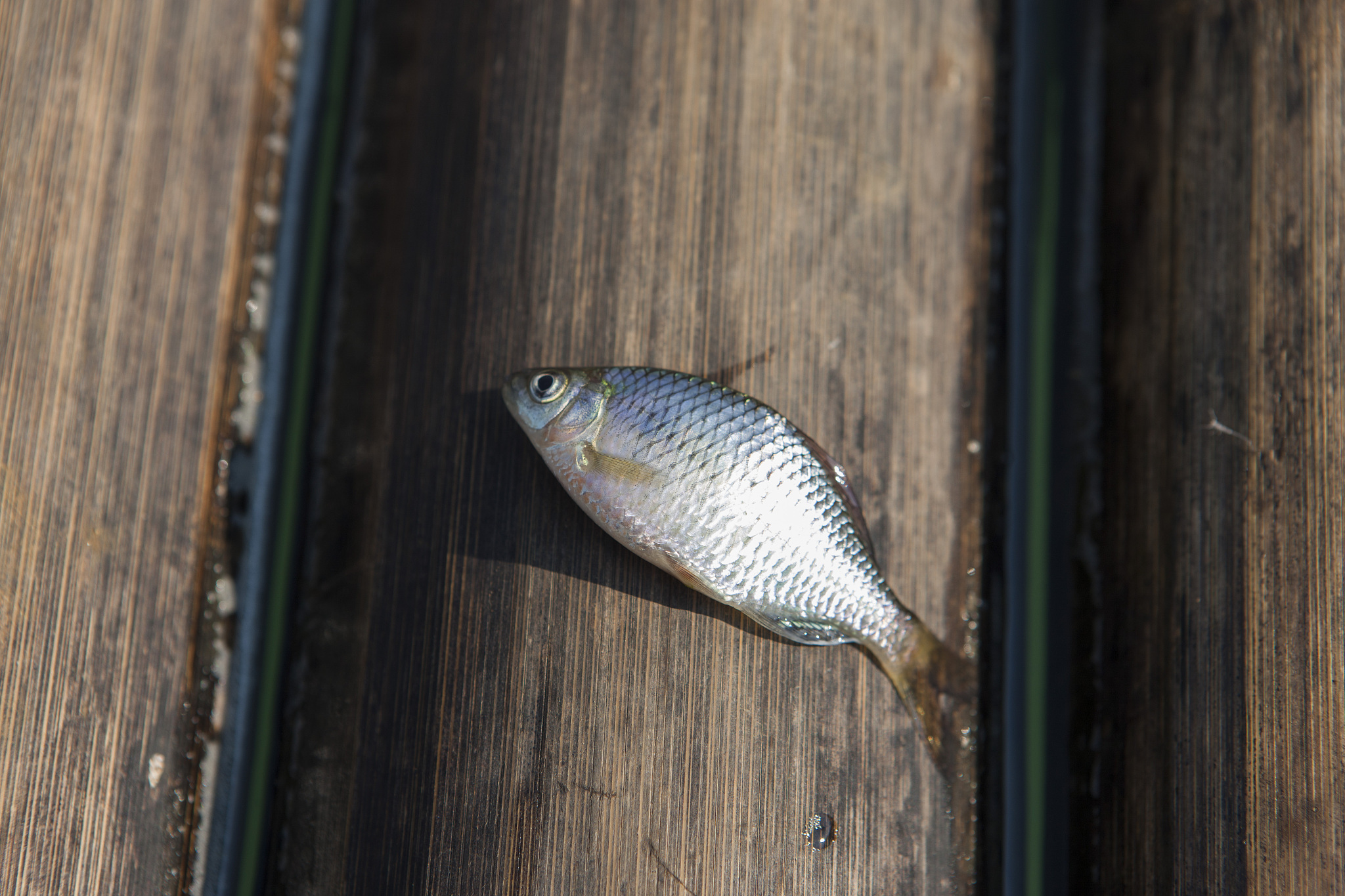 梧州电子科技职业技术学校荣誉：培养高素质电子技术人才的典范