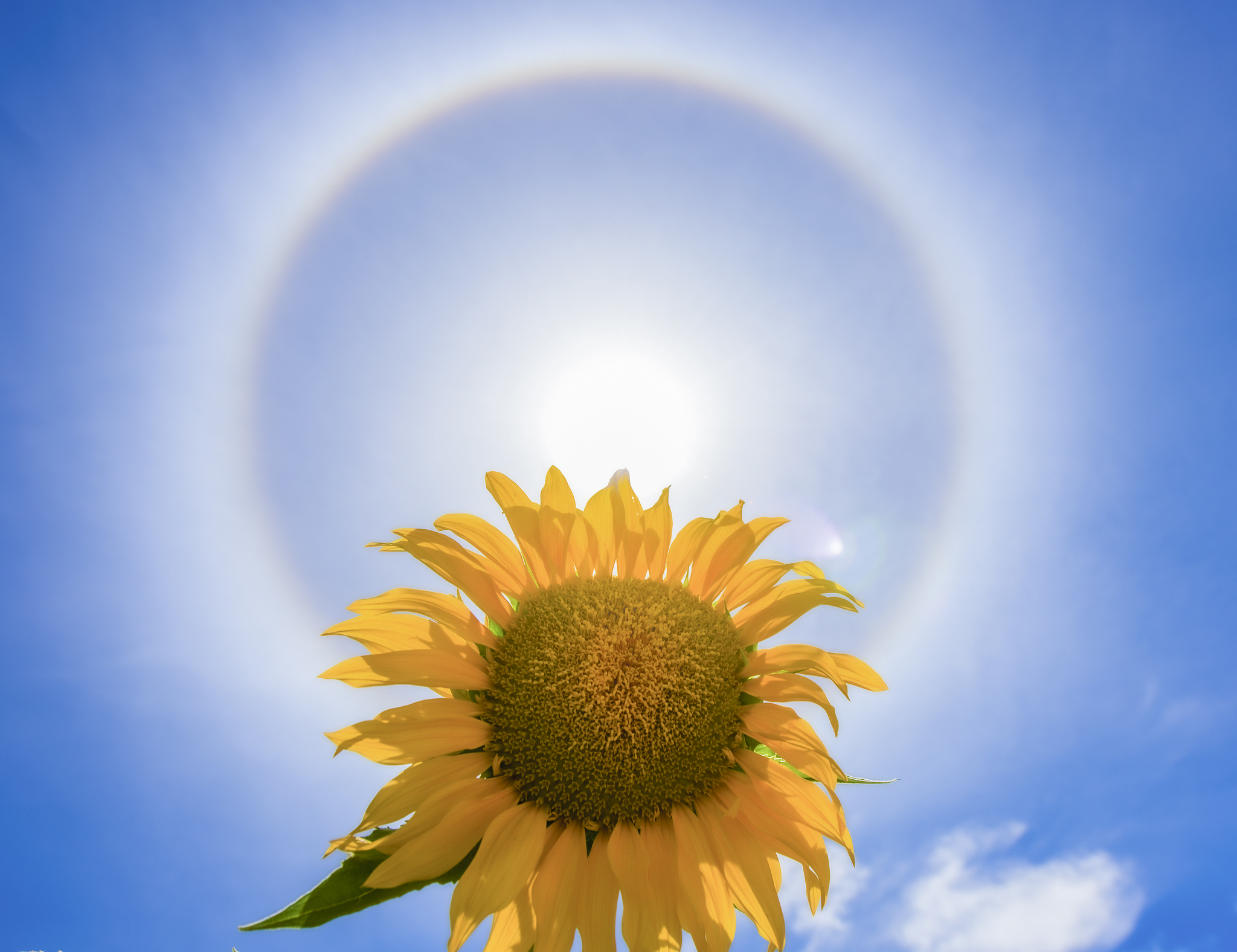 向日葵积极乐观、乐观向上的名人名言