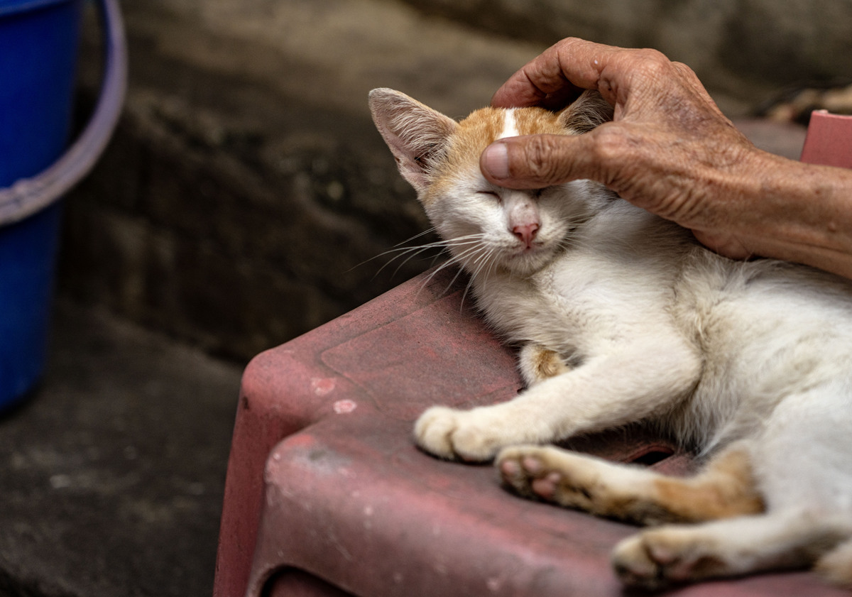 猫咪的心事：当你丢弃我，我会害怕吗？