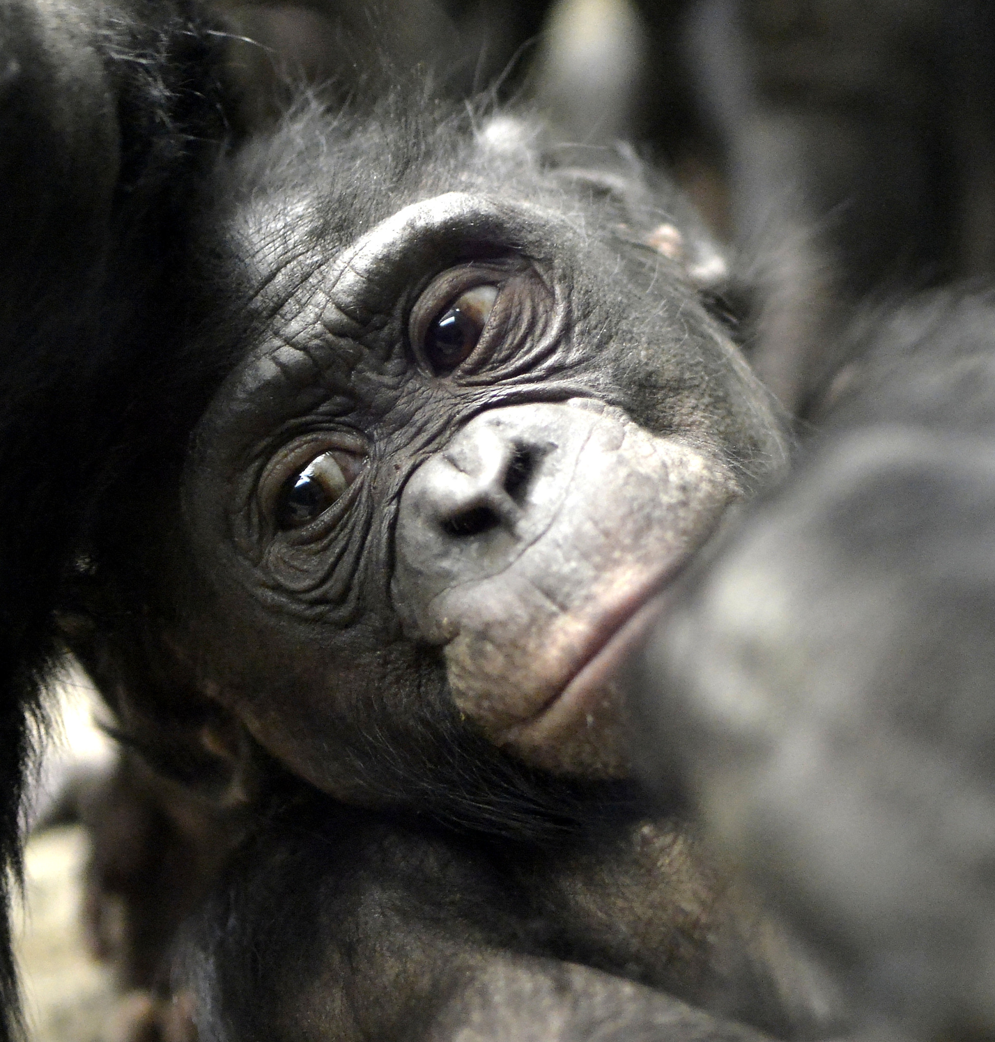 bonobo