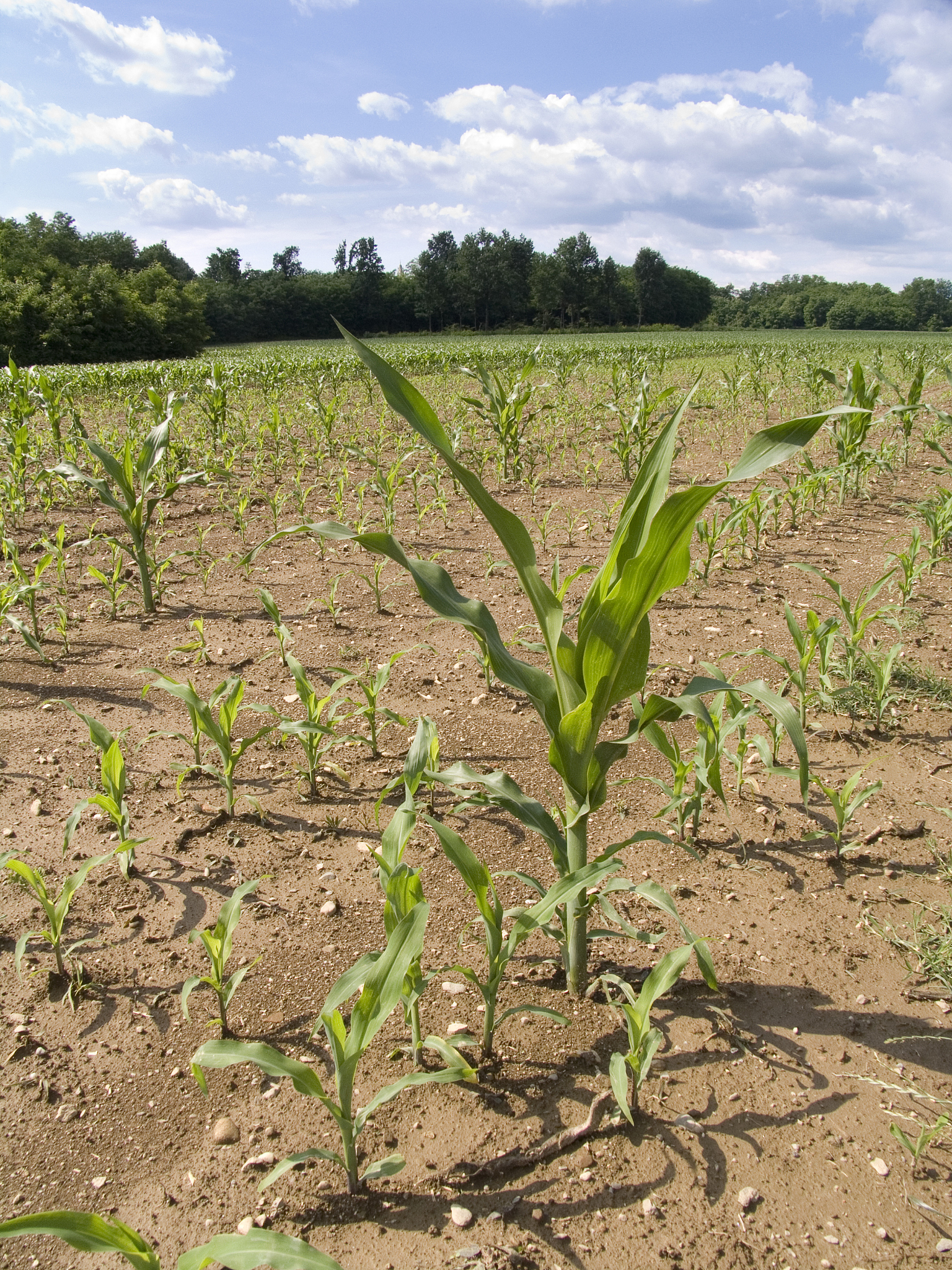 广西农作物病虫害泛滥的原因及危害