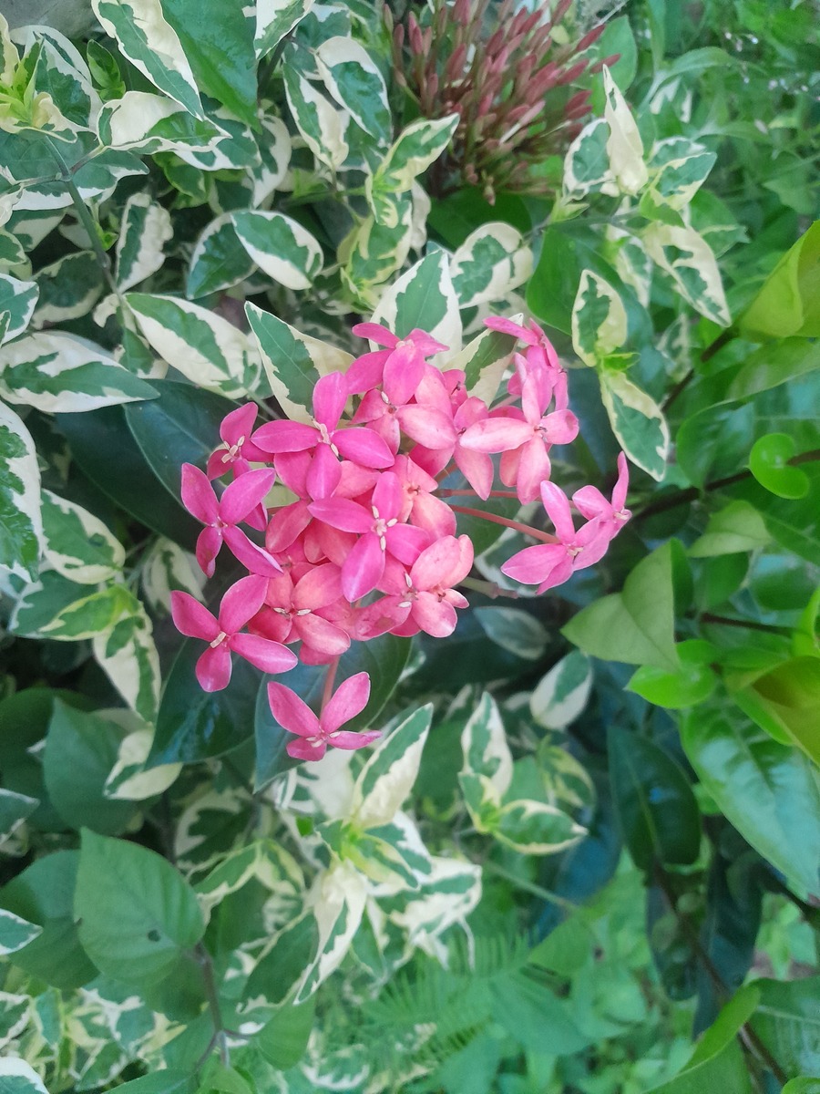 炮仗花叶子发黄怎么办？解决方法及预防措施