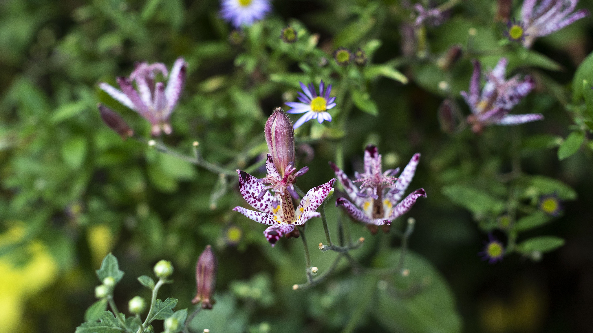 日本人对美的追求：进化论、地理位置和文化的影响