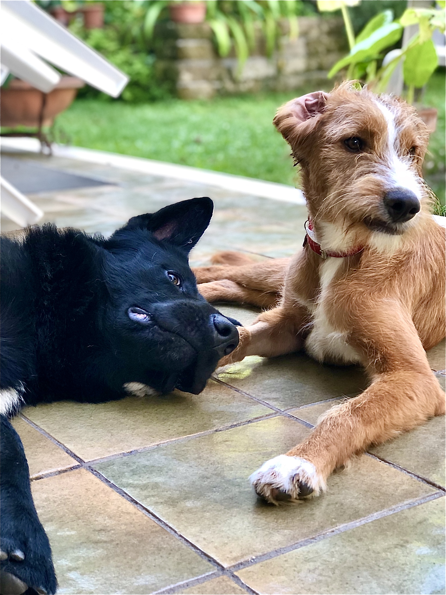 哈巴狗的名字叫老王 舔狗的名字叫居居 争狗王 短文