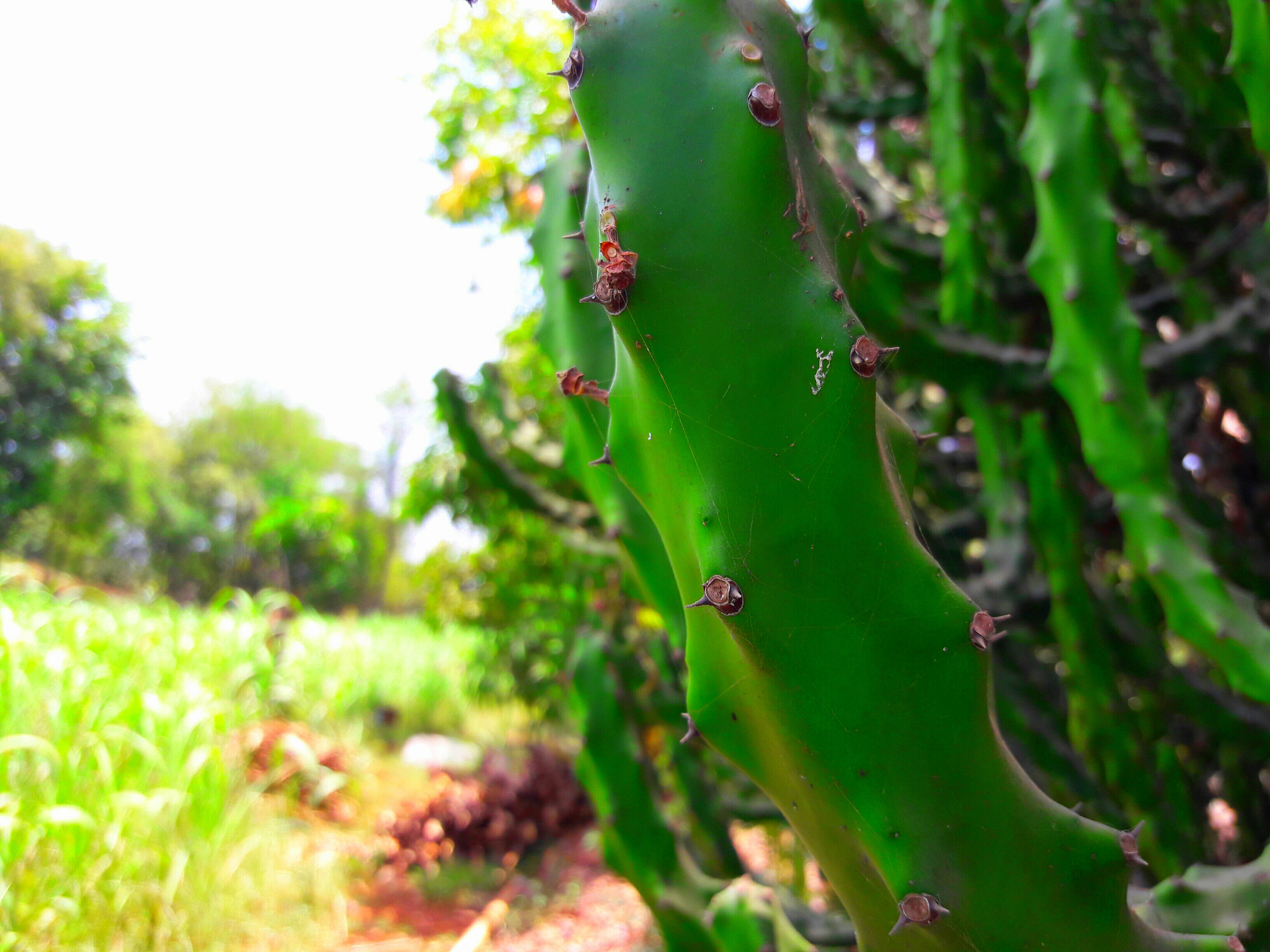 介绍10种不常见有特点的植物