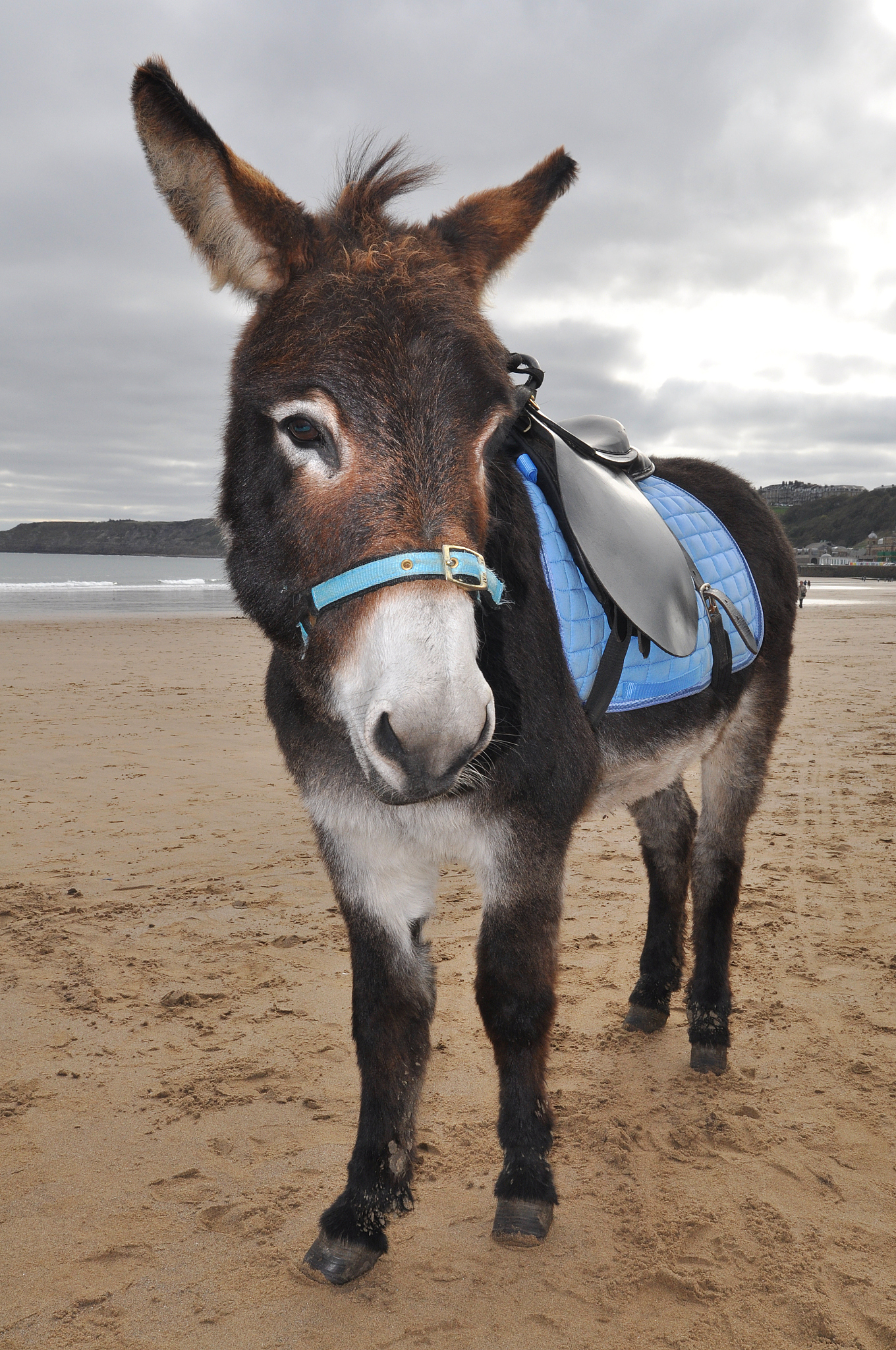 donkey