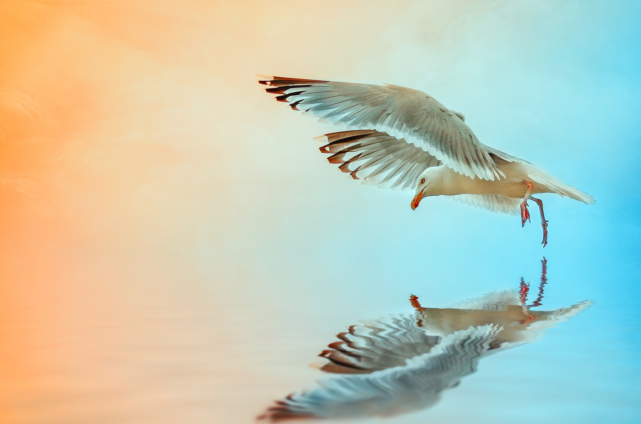 海鸟跟鱼相爱只是一场意外唯美翻译