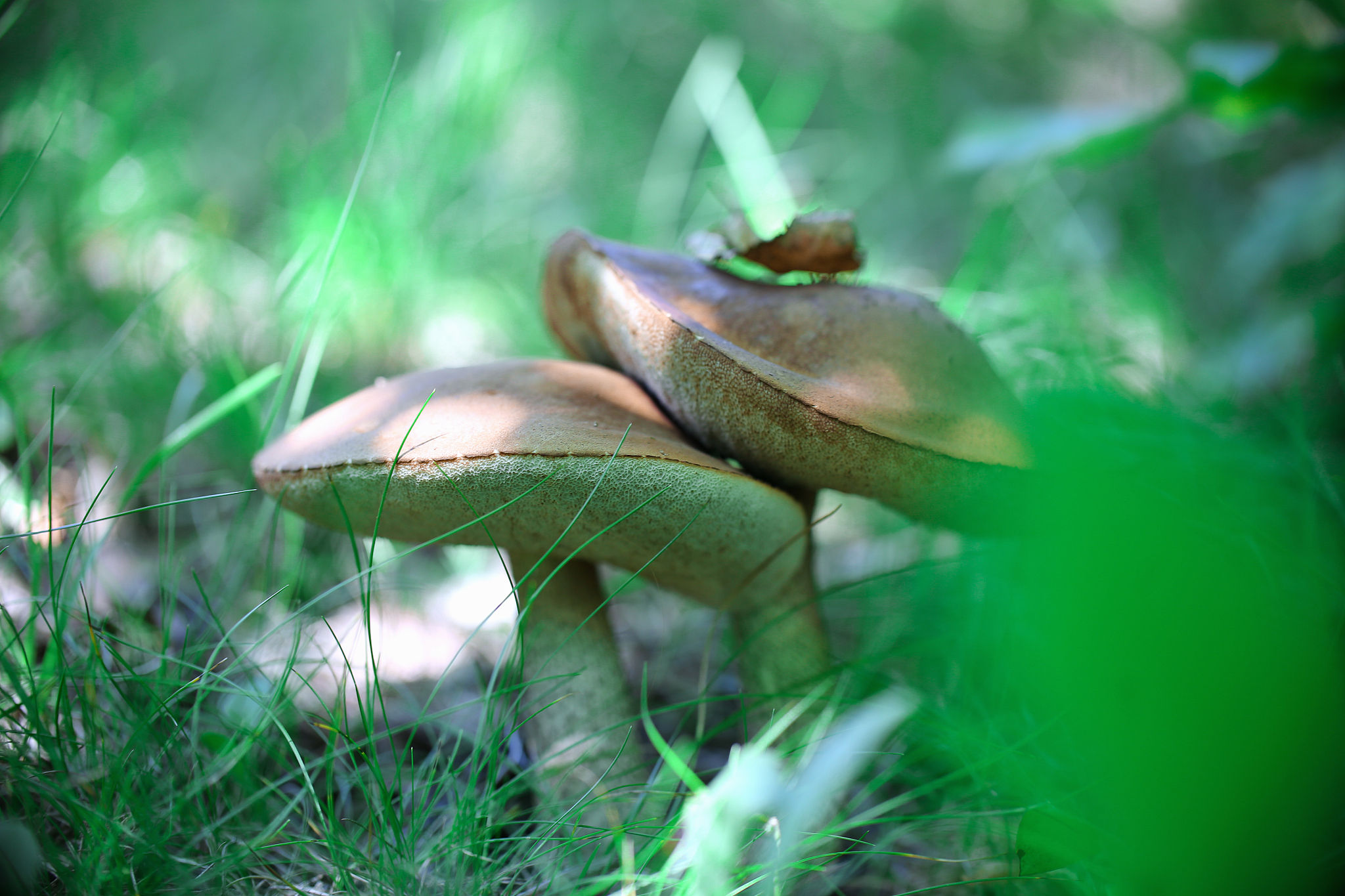 镜心湖菌业公司一期扩建工程项目：推动食用菌产业发展，实现资源循环利用