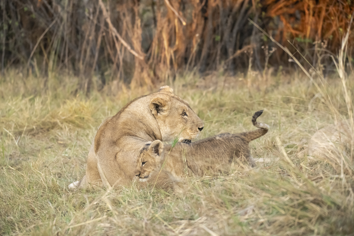 小狮子向母亲乞求奶水确遭到母亲的无情拒绝这只小狮子的脊柱受伤了导致它没法正常走路每次想要喝奶母亲都会龇牙咧嘴叫它走开只要它一靠近母亲就厌烦起身这种现象在自然界很普遍母亲只会选择健康的狮子喂养而那些生存几率不大的幼崽只能自生自灭其他兄弟喝完奶在玩耍它也想加入可是大家它当空气视而不见它不明白为什么家人这样对待自己。母亲开始带队迁徙虚弱的它只能慢慢的跟在队伍后面受伤加没进食它走的十分缓慢渐渐的只剩下它一