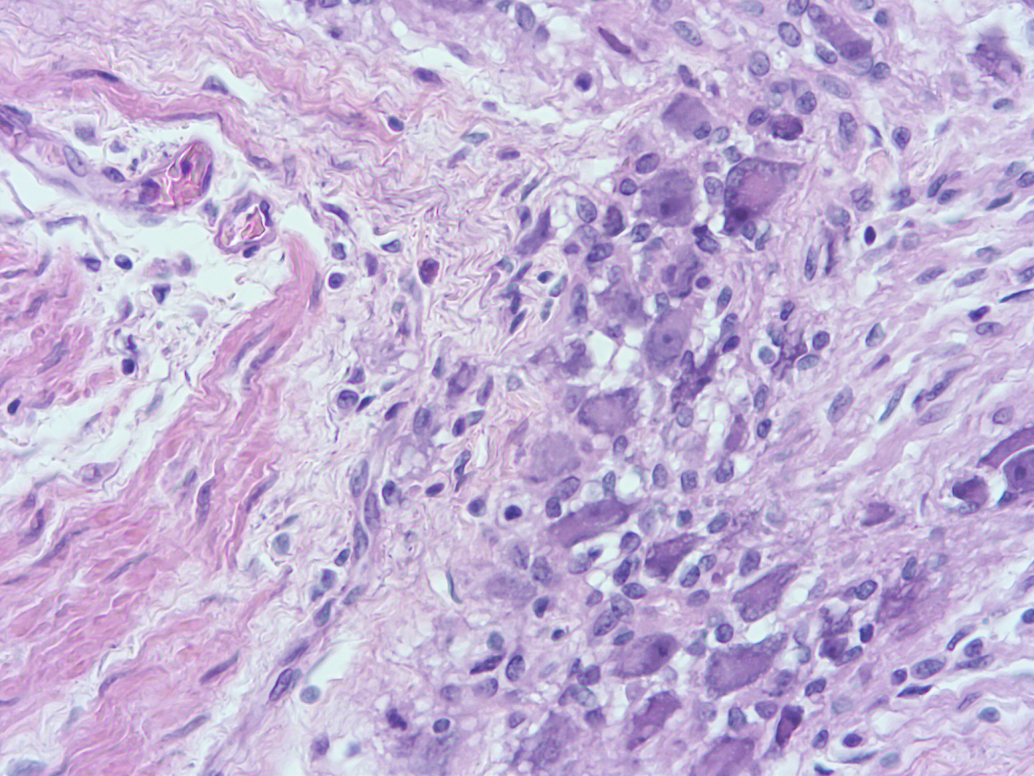 histology of human tissue