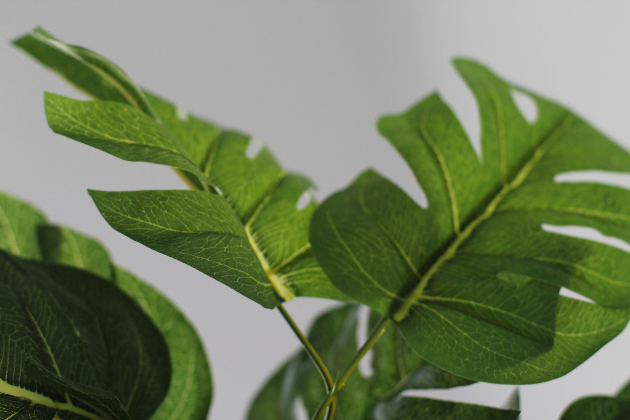 green leafs from monstera deliciosa plant