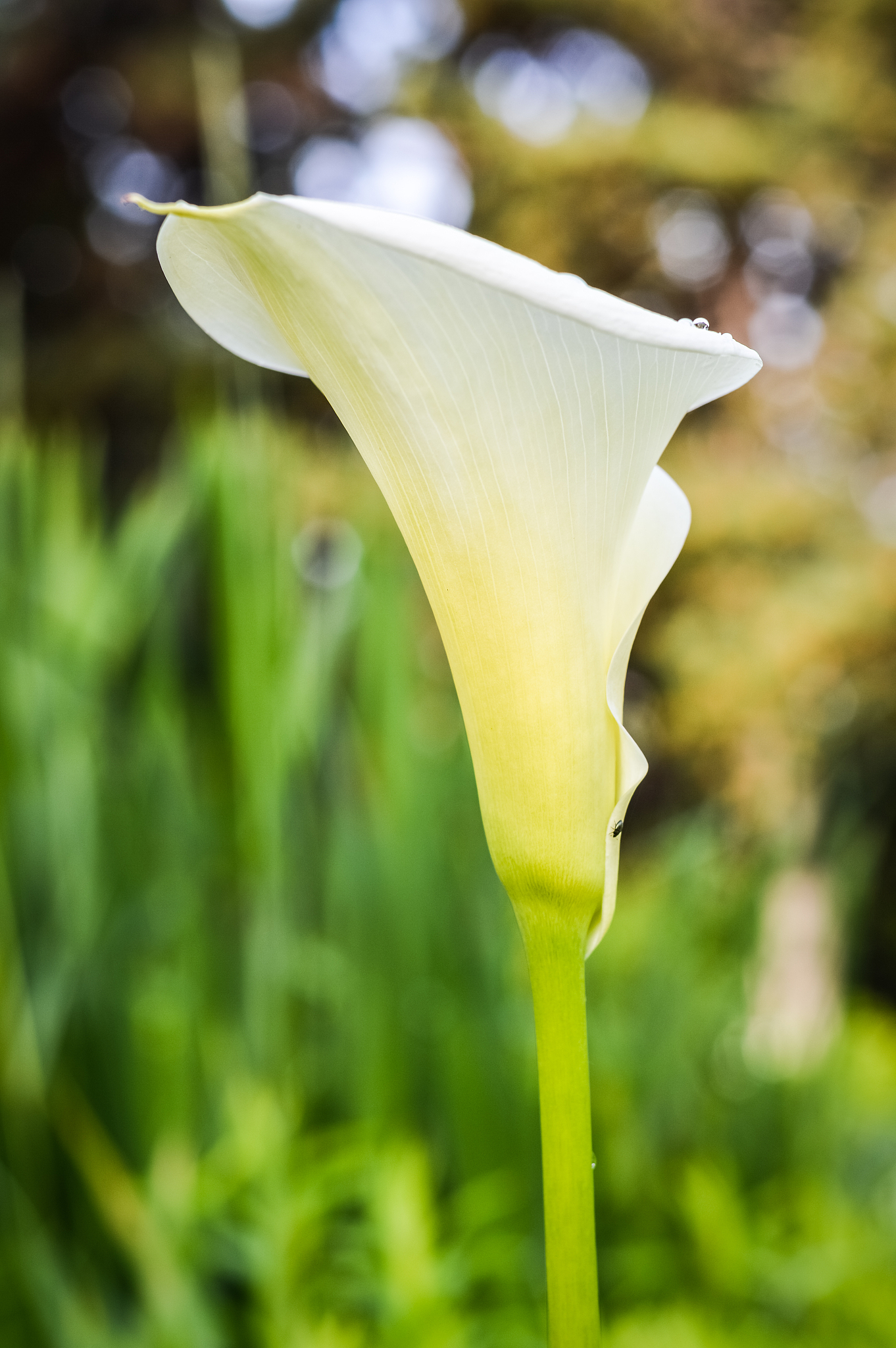 马蹄莲开放的拟人化描述：优雅绽放的生命之美