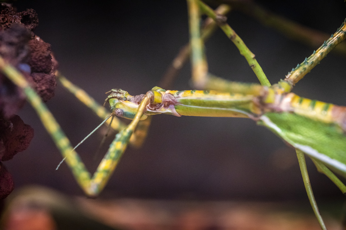 ARTHROPOD-PLANT INTERACTIONS 期刊推荐：权威、广泛、交叉、国际化