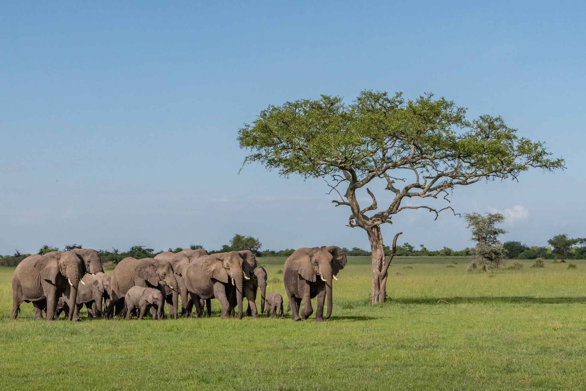 moving herd