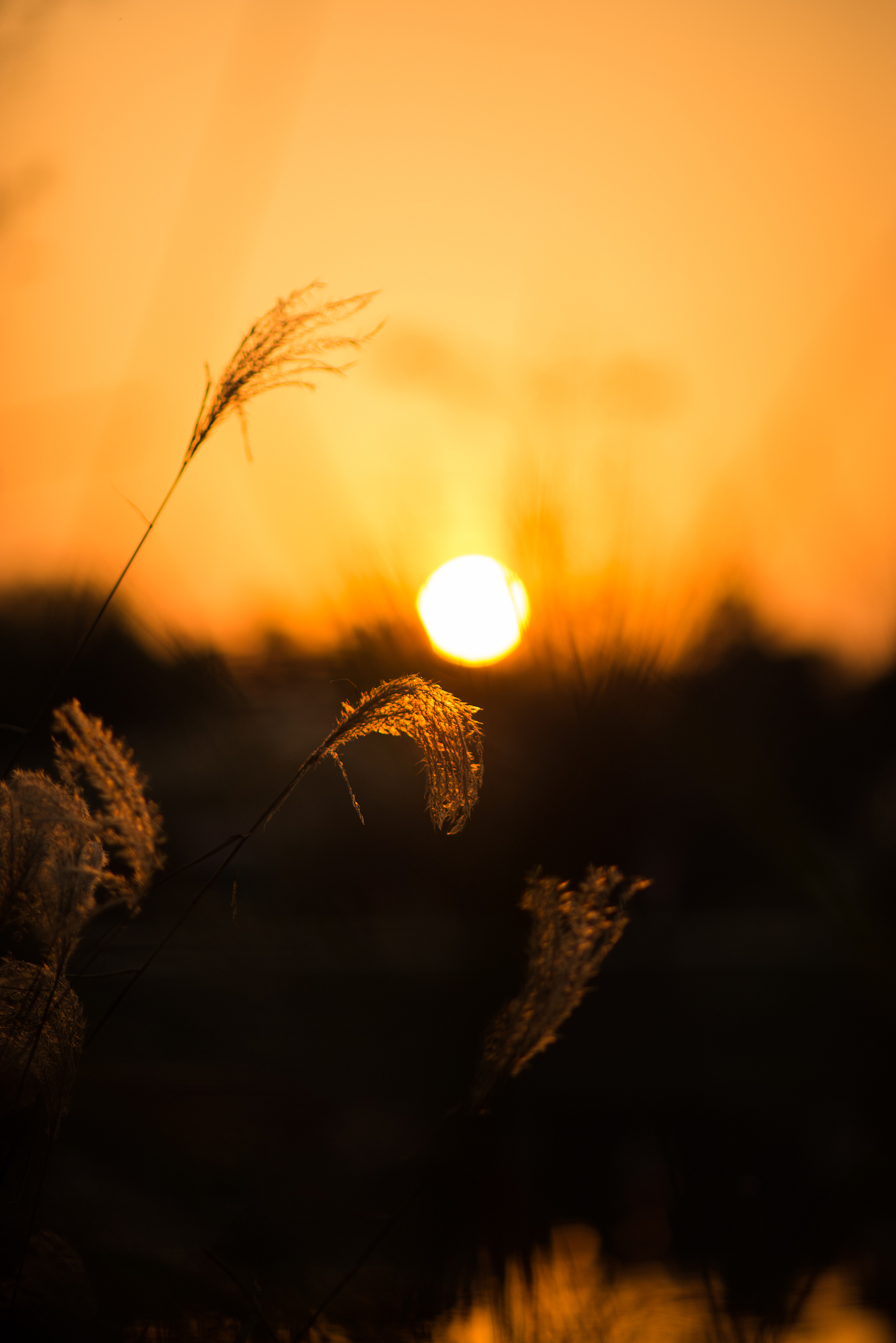 下班路上的诗意：夕阳、清风和心灵的宁静