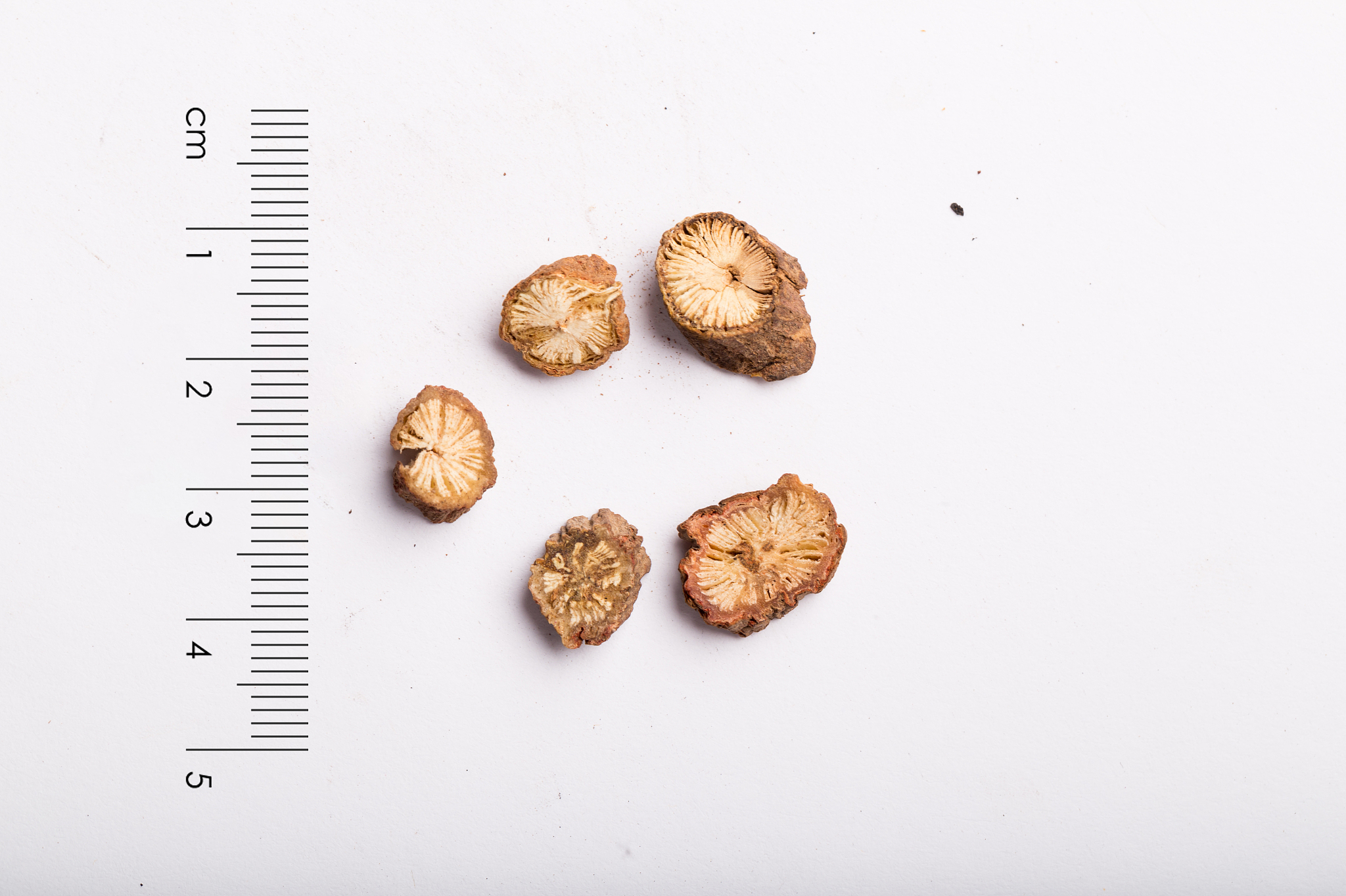 丹参开发利用的建议