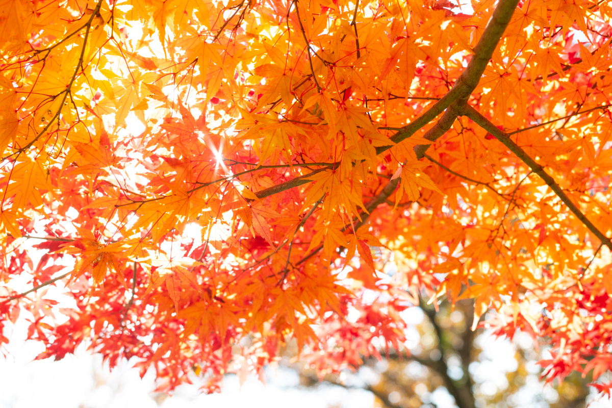 秋天的抒情：感受温暖与宁静