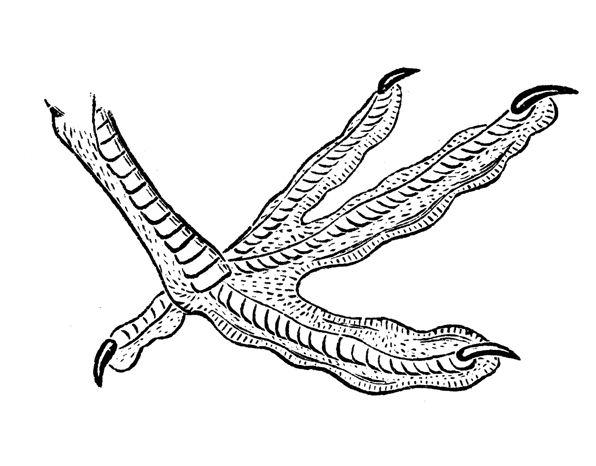 吃鸡爪子会丰胸吗