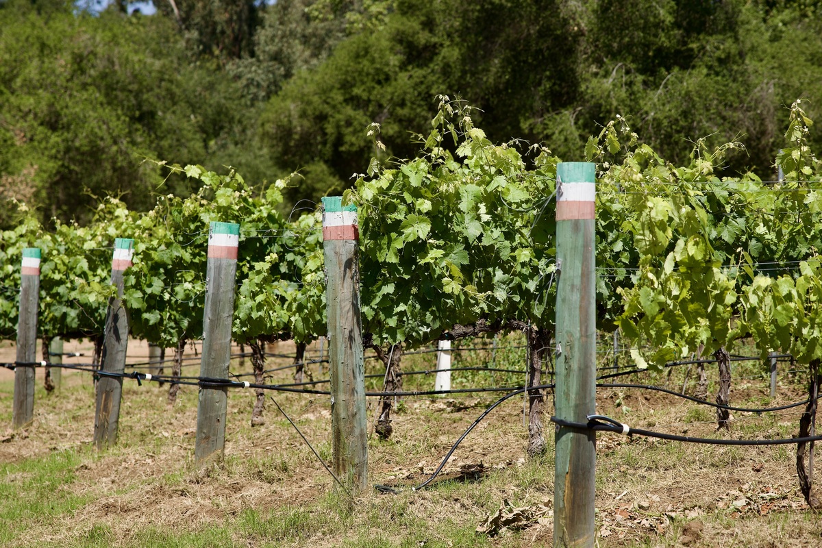 露天一亩葡萄园挂多少诱虫板？