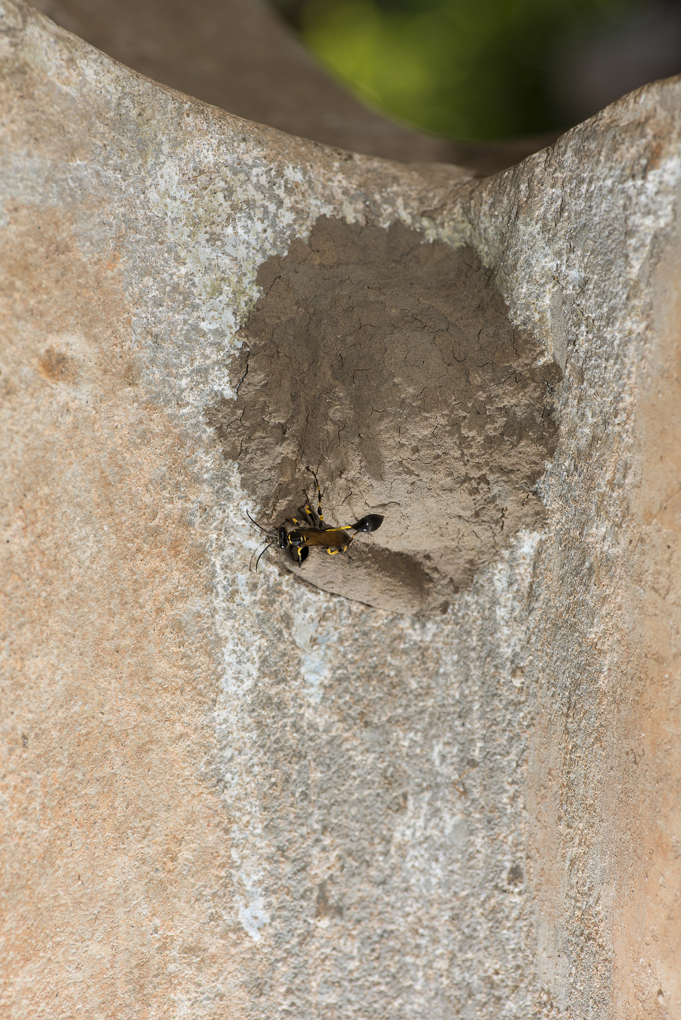 thailand wasps black and yellow mud wasp showing intricate nest
