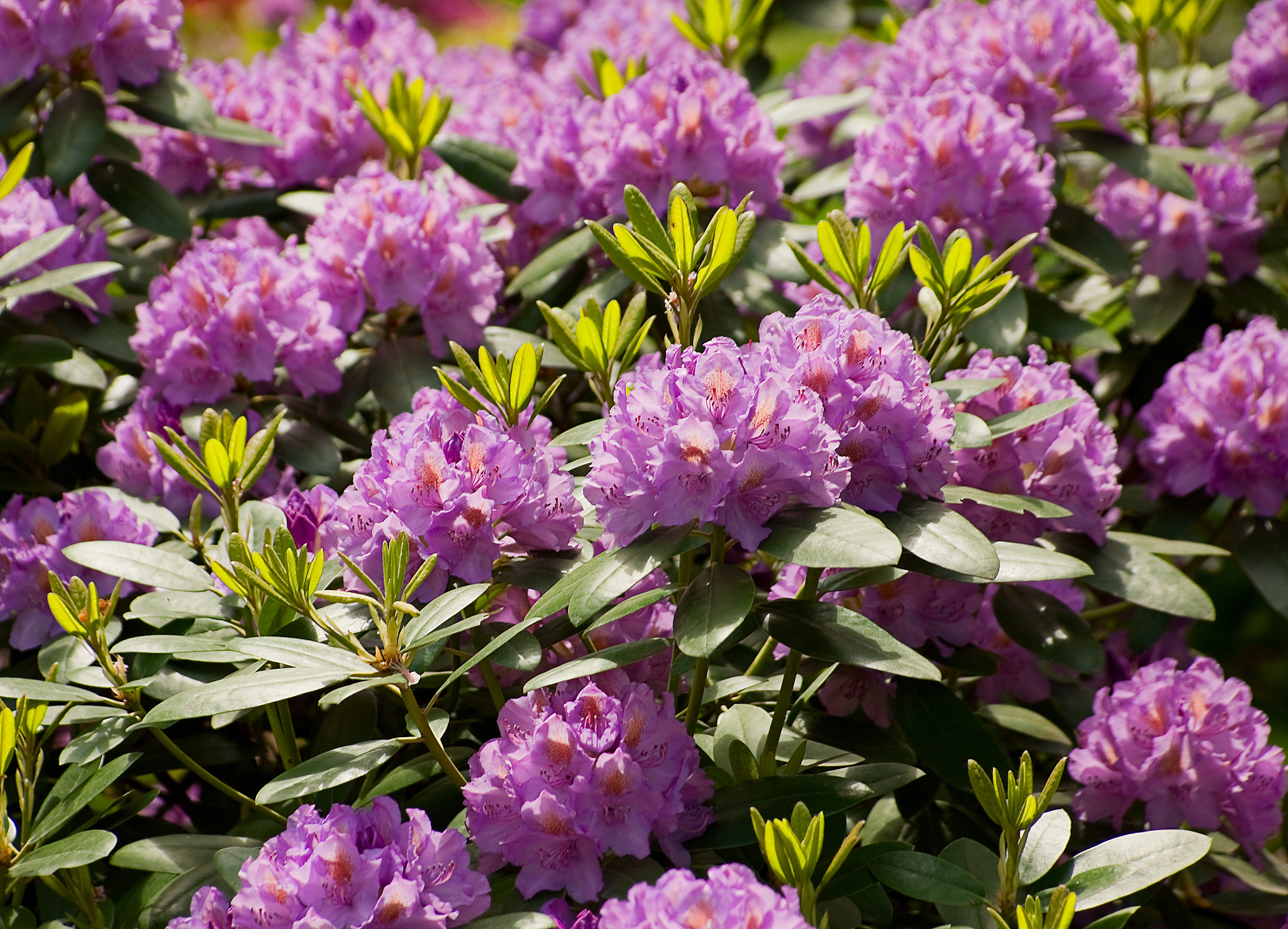 二花是什么植物？与金银花一样吗？