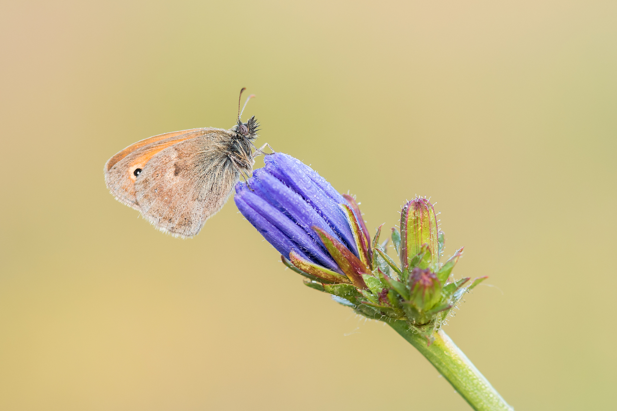 beautiful nature scene with butterfly.