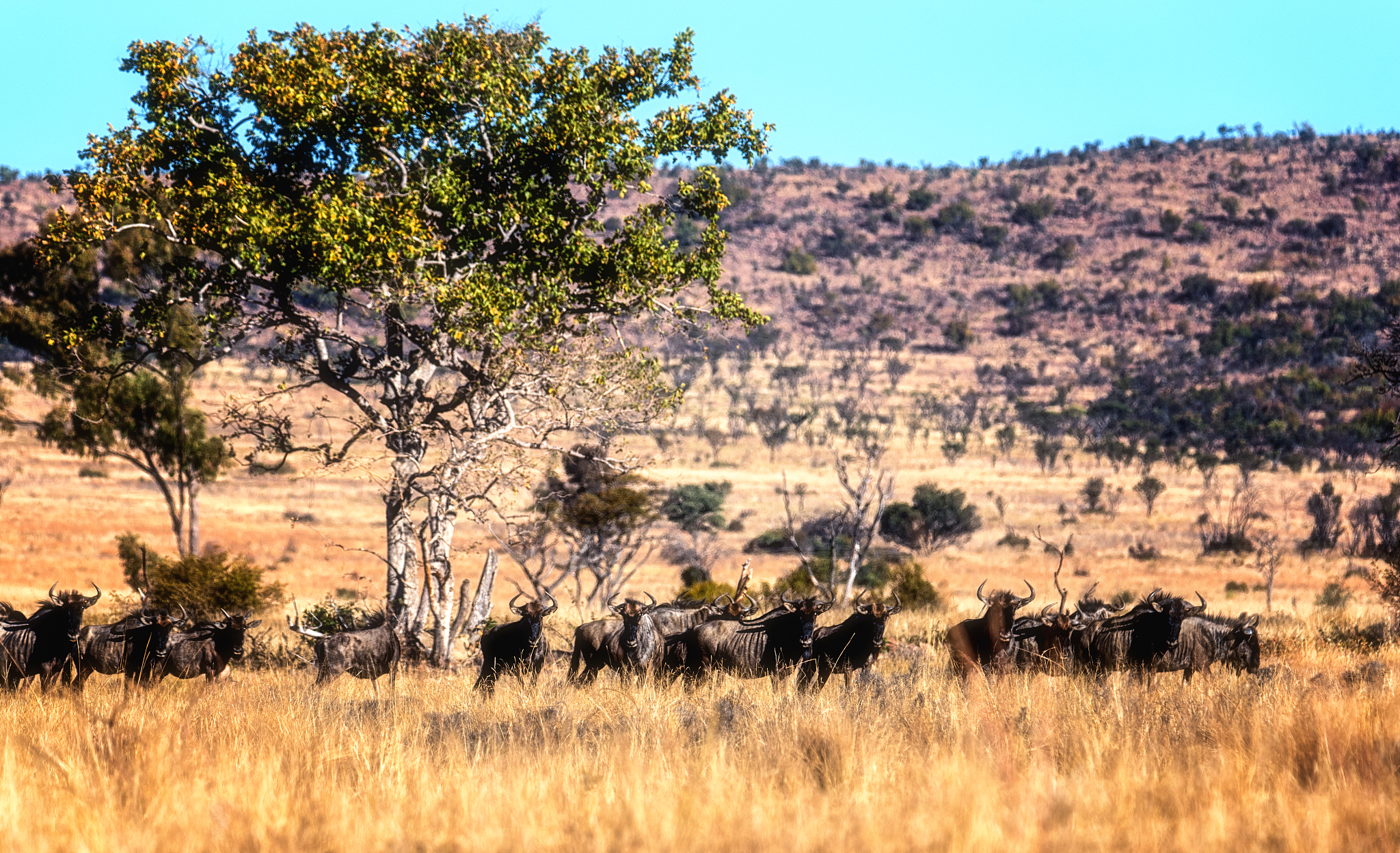 a large herd of wildebeest (gnu, connochaetes)