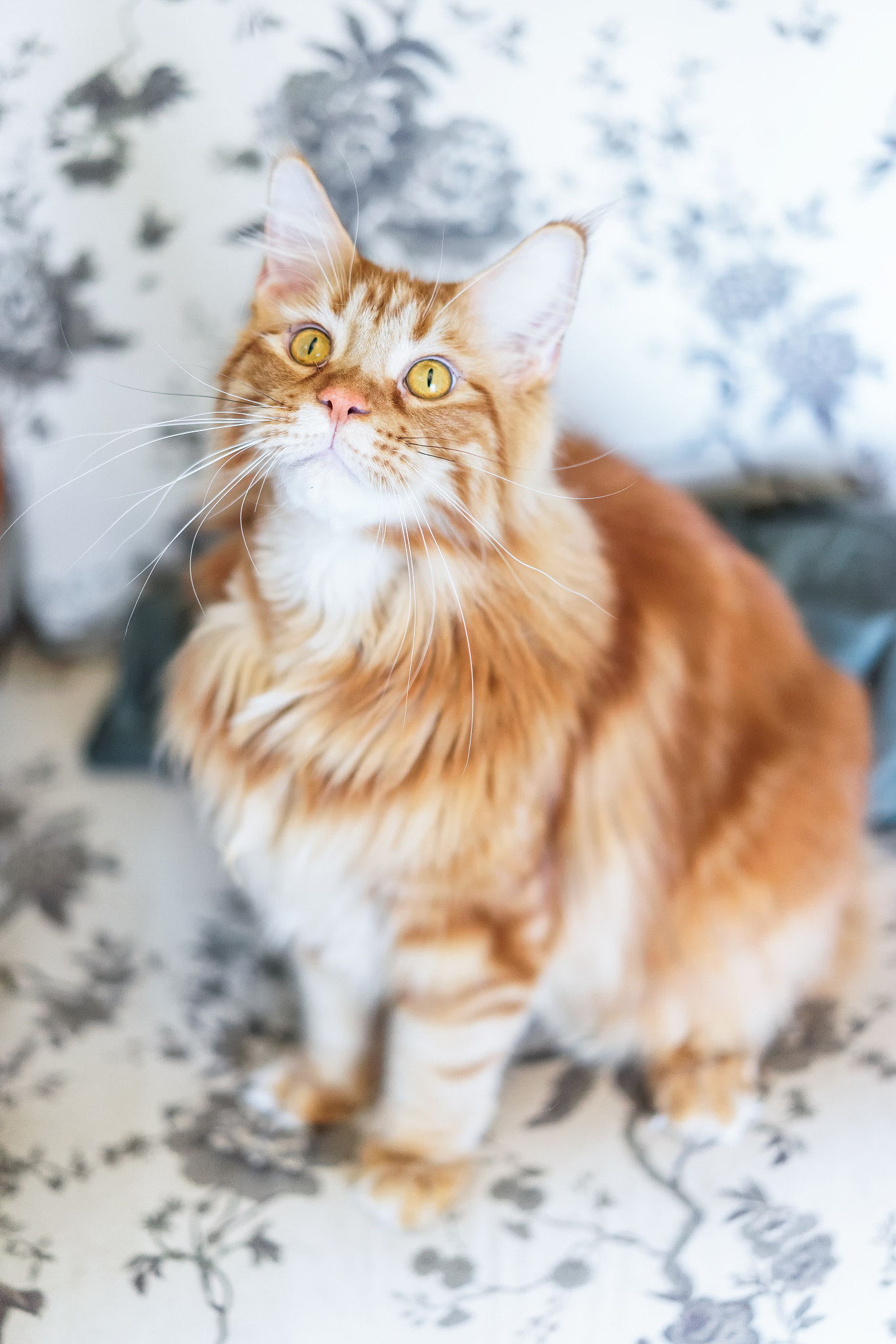 请帮我给我的缅因猫取个中文名字