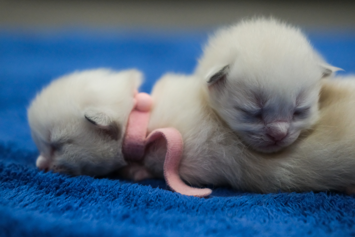 母贵宾想当小猫的妈妈是因为什么