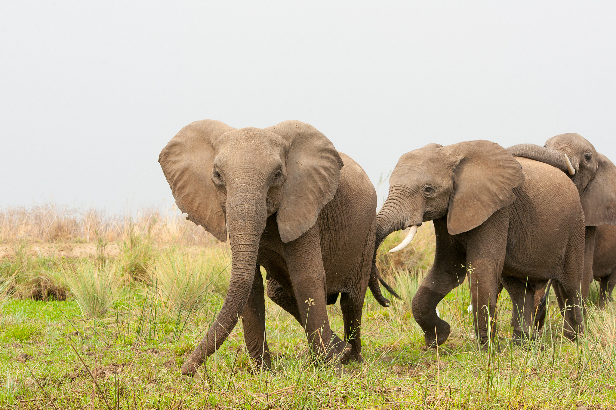 a breeding herd of elephant in zambia