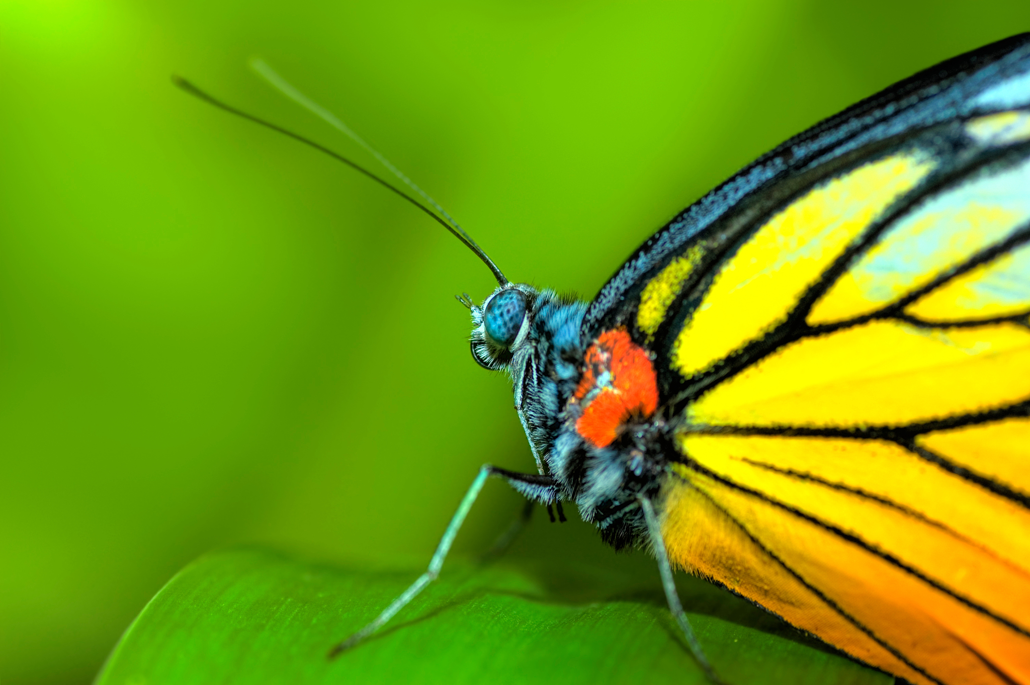 close-up of butterfly perching on plant