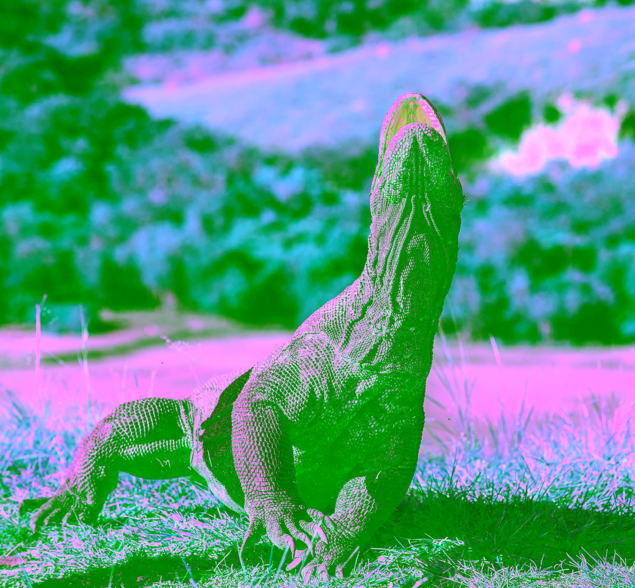 the komodo dragon